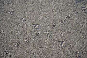 Pigeon footprints in the sand of Iracema Beach in Fortaleza, Brazil.
