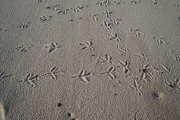 Pigeon footprints in the sand of Iracema Beach in Fortaleza, Brazil.
