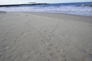 Pigeon footprints in the sand of Iracema Beach in Fortaleza, Brazil.