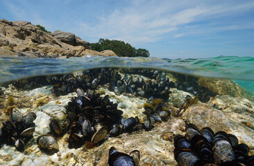 Mussels underwater on a rock on the sea shore, natural scene, Atlantic ocean, split view over and under water surface, Spain, Galicia, Rias Baixas