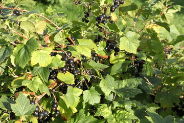 Black currant bush with plenty of berries. Summer photo. Skara, Sweden. 2023.