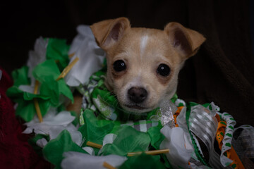 Saint Patrick's Puppy 4