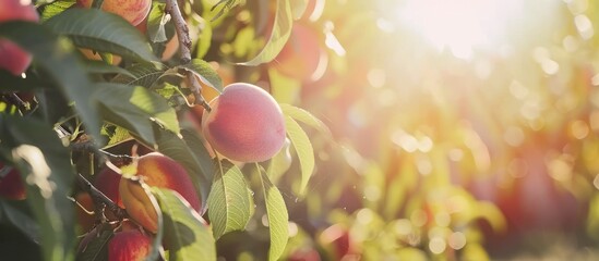 Peaches growing on a tree with slowing sunrise - obrazy, fototapety, plakaty