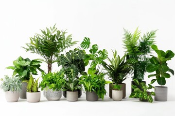 Lush indoor plant collection displayed against a clean white background Emphasizing the beauty and variety of houseplants in modern home decor