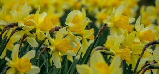 Fototapeta premium Yellow narcissus (Narcissus poeticus)