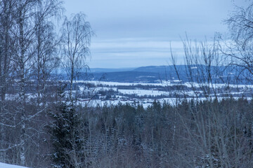 winter landscape in the forest