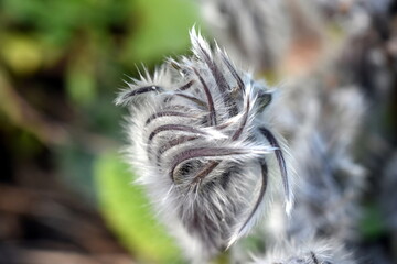 Flauschige Knospe einer Pulsatilla