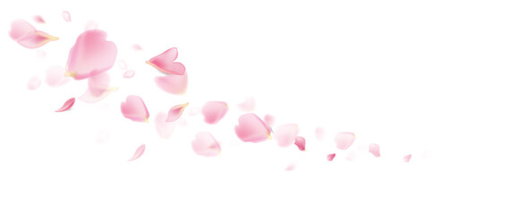 Pink petals flying. Flower falling background. Spring flowers blossom vector illustration. 