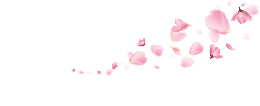 Pink petals flying. Flower falling background. Spring flowers petals collection. Cherry sakura blossom vector illustration.