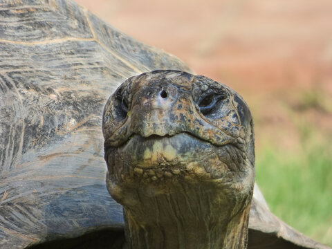 Close-up of a giant Galapagos tortoise. Geochelone nigrita.