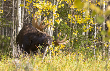 Bull Moose During the Rut in Wyoming in Autumn