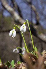 Snowdrops.