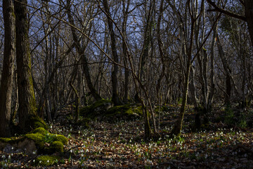 Fototapeta premium Spring forest with snowdrops.