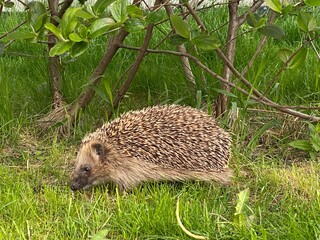 hedgehog in the grass