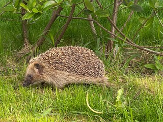 hedgehog in the grass