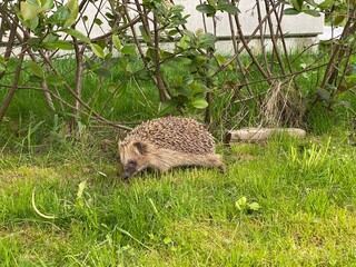 hedgehog in the grass