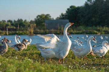 farm, white and gray geese on the farm in summer, close up. High quality photo