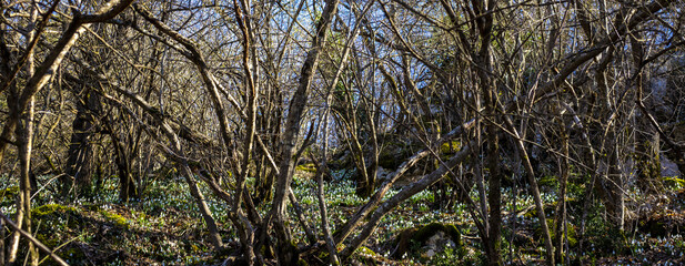 Spring forest with snowdrops.