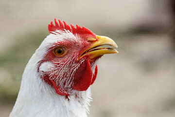 White chicken looking at camera, close up. Domestic hen with open beak and curious look