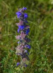 Obraz premium Bugle de Genève sur le causse Méjean à Rieisse, La Malène, Lozère, France
