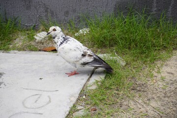 City doves or City pigeons (Columba livia f. domestica) Fortaleza, Mirelles Beach. Brazil.