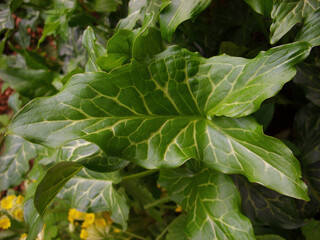 Aronnik leaf in the park in summer