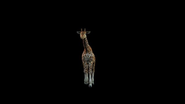 3D Reticulated giraffe walking animation with alpha matte, 4k Northern giraffe slow-moving loop rendering with front view on black background, a large African mammal with a very long neck and forelegs