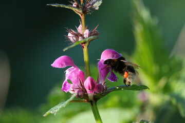 Gedeckter Tisch, Hummel bei Nahrungssuche © Johann