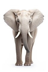 Obraz premium African Elephant Isolated, Big Africa Animal, Gray Elephant on White Background
