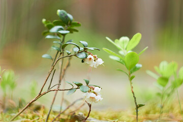 Vaccinium vitis-idaea, family Ericaceae. Pale pink lingonberry flowers in the forest in spring.
