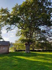 Roble centenario en Muimenta, Galicia