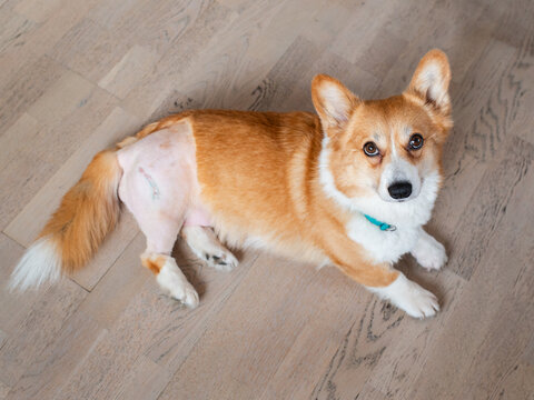 Dog after hip surgery close up FHO surgery