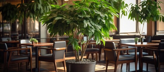 A Schefflera arboricola, a large houseplant with big leaves, sits in a potted plant on a wooden table in a cafe or restaurant.