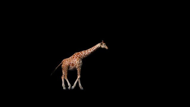 3D Reticulated giraffe entering and outing walking animation with alpha matte, 4k Northern giraffe moving rendering on black background, a large African mammal with a very long neck and forelegs