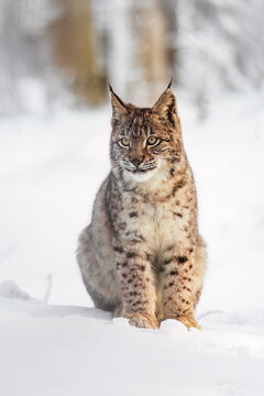 Lynx cub in winter. Young Eurasian lynx, Lynx lynx, sits in snowy forest. Beautiful wild bobcat in nature. Cute animal with spotted orange fur. Beast in frosty day. Endangered predator in habitat.