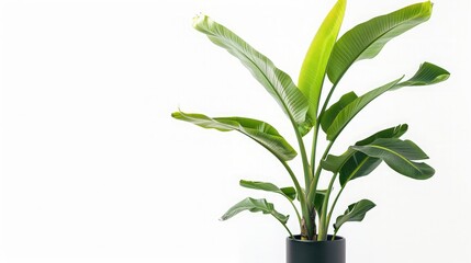 Fototapeta na wymiar Potted banana plant isolated in white background