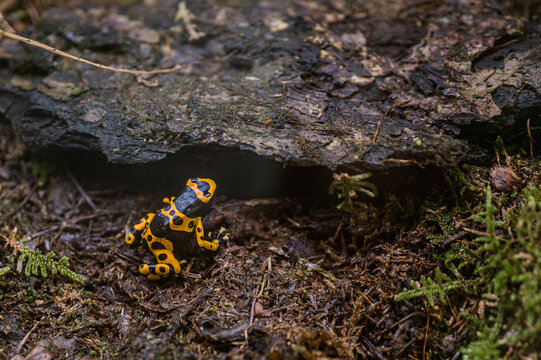 Dendrobates leucomelas - Yellow-banded poison dart frog sitting and waiting for insect