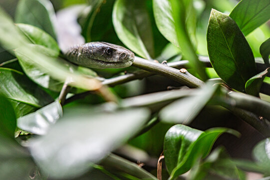 Black mamba head close-up  