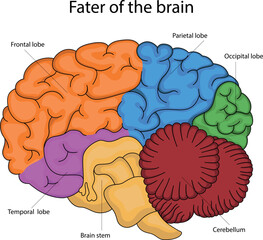 Vector illustration of the fate of the brain.