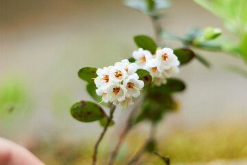 Vaccinium vitis-idaea, family Ericaceae. Pale pink lingonberry flowers in the forest in spring.

