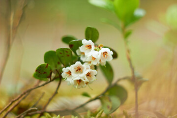 Vaccinium vitis-idaea, family Ericaceae. Pale pink lingonberry flowers in the forest in spring.
