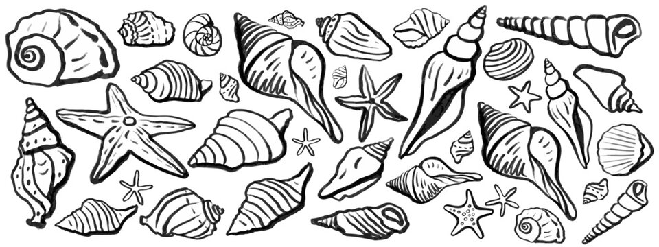Seashells vector set. Hand drawn illustrations.Marine background. 