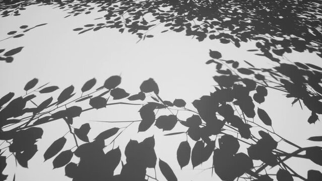 Shadows of leaves and tree branches on white 