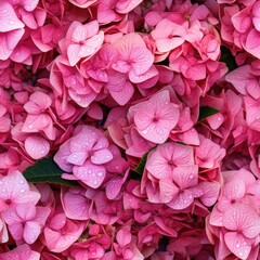 Hydrangea Flowers, Blooming White Hortensia, Hydrangea Paniculata Flower Closeup