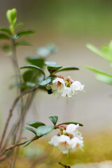 Vaccinium vitis-idaea, family Ericaceae. Pale pink lingonberry flowers in the forest in spring.
