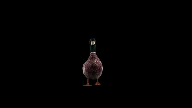 3D duck bird walking loop render on black background with front view. 4k Mallard walk animation with alpha matte, the most common duck of the northern hemisphere and the ancestor of most domestic duck