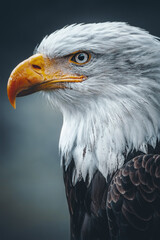 Bald Eagle (Haliaeetus leucocephalus) detail of the head of this predator