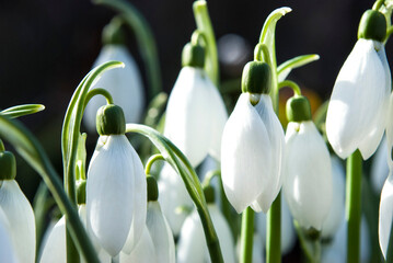 delicate white buds of snowdrops among green leaves
