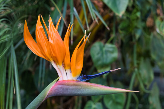Papageienblume
