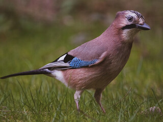 Eurasian jay bird